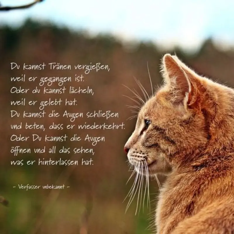 Condolence image of Von Timmy an mein Frauchen Tanja