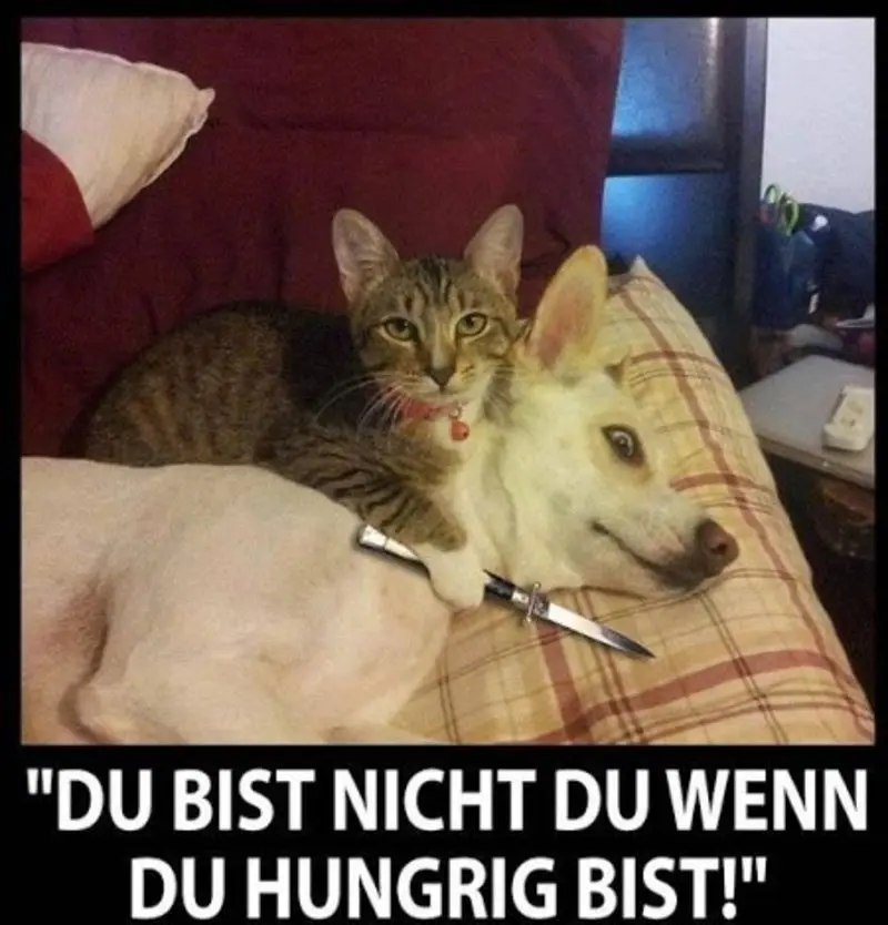 Condolence image of Von Gatita,Timmy,Schnuffi + Mausi an Mutti Tanja