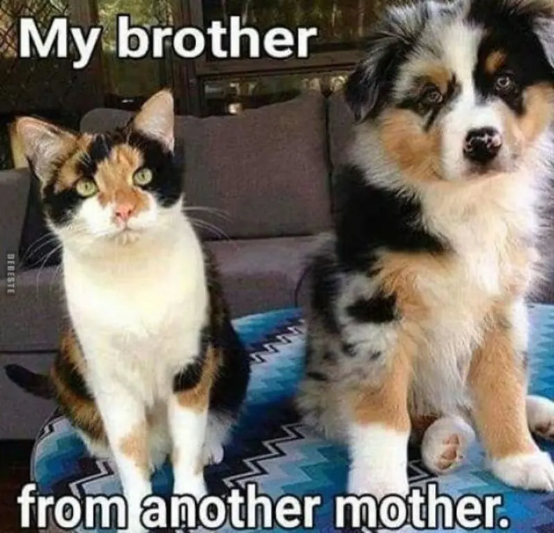 Condolence image of Von Gatita,Timmy,Schnuffi + Mausi an Mutti Tanja