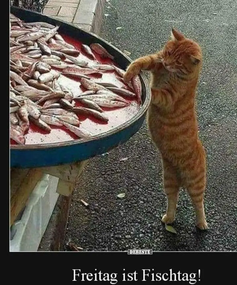 Condolence image of Von Timmy,Gatita,Schnuffi + Mausi an Mutti Tanja