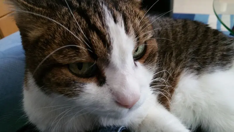 Condolence image of Von Deinem Frauchen Tanja