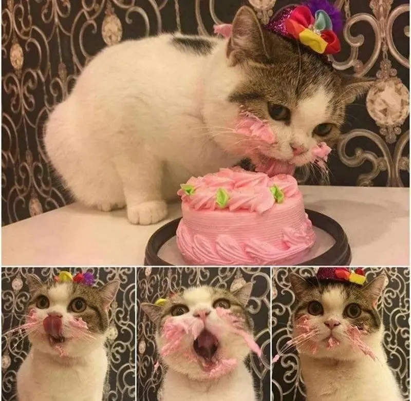 Condolence image of V. Timmy,Gatita,Schnuffi + Mausi an Mutti Tanja