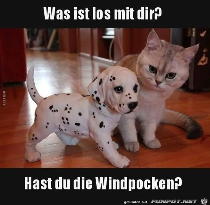 Condolence image of Von Gatita,Timmy,Schnuffi + Mausi an Mutti Tanja