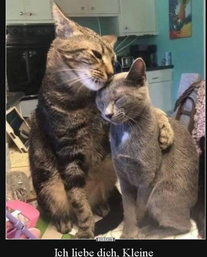 Condolence image of email von Gatita, Timmy, Schnuffi & Mausi