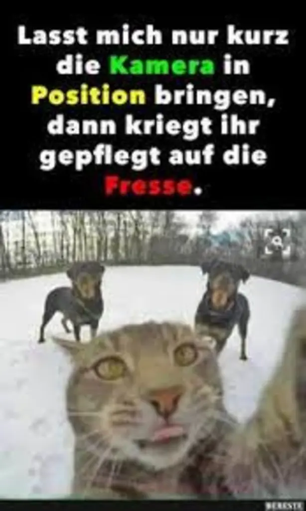 Condolence image of Von Gatita,Timmy,Schnuffi + Mausi an Mutti Tanja