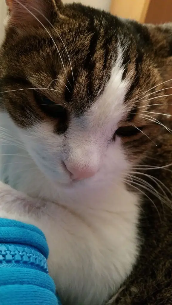 Condolence image of Von Deinem Frauchen Tanja