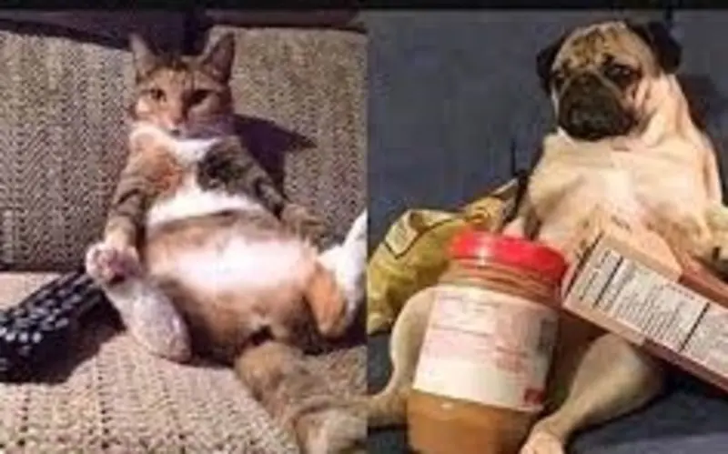 Condolence image of Von Gatita,Timmy,Schnuffi + Mausi an Mutti Tanja