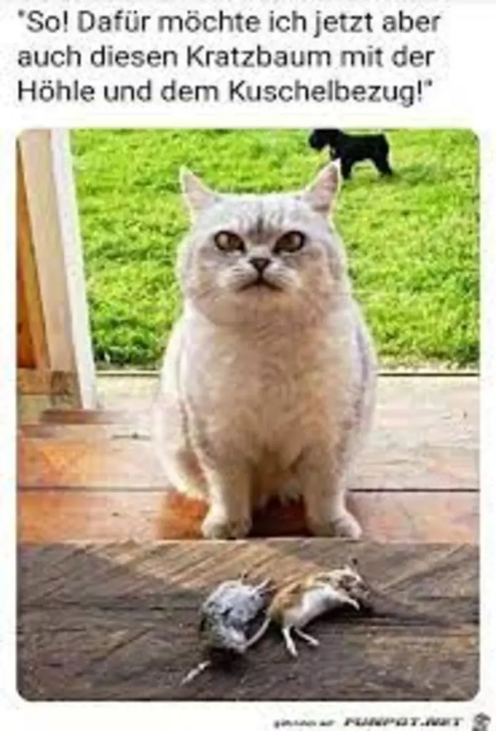 Condolence image of Von Gatita,Timmy,Schnuffi + Mausi an Mutti Tanja