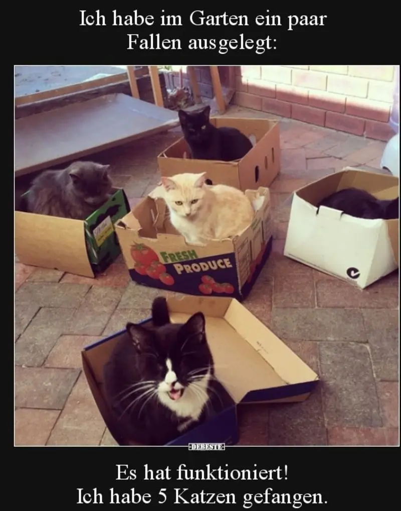 Condolence image of V. Timmy,Gatita,Schnuffi + Mausi an Mutti Tanja