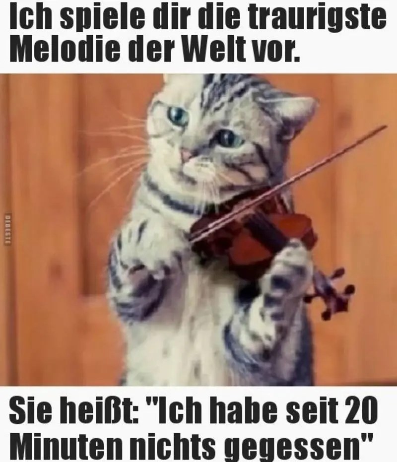 Condolence image of Von Gatita,Timmy,Schnuffi + Mausi an Mutti Tanja