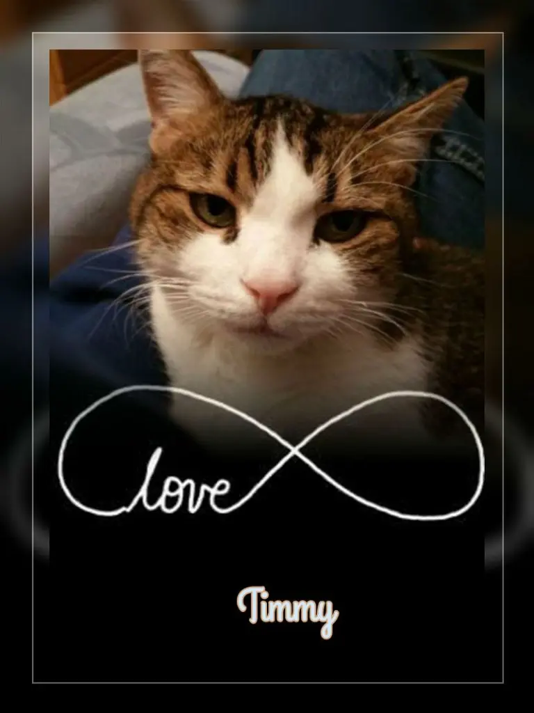 Condolence image of Ellen mit Lina ❤️und all meinen Sternchen ❤️