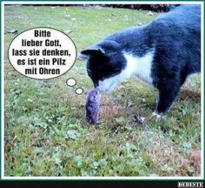 Condolence image of Von Gatita,Timmy,Schnuffi + Mausi an Mutti Tanja