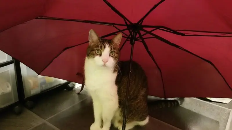 Condolence image of Von Deinem Frauchen Tanja