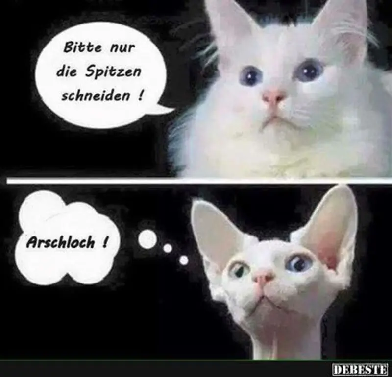 Condolence image of Von Gatita,Timmy,Schnuffi + Mausi an Mutti Tanja