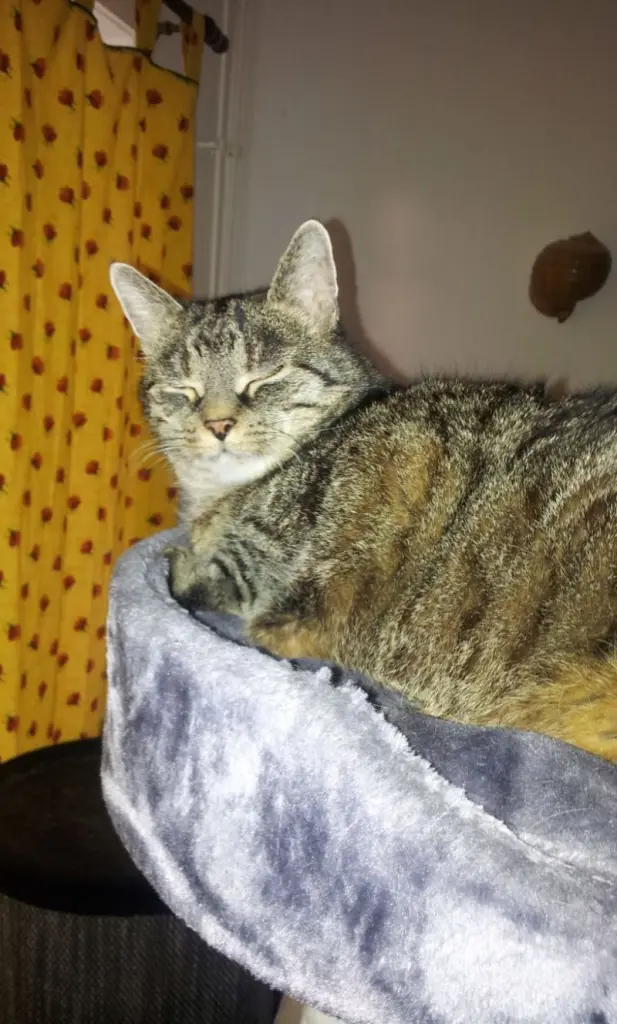 Condolence image of Timmys Mutti Tanja 