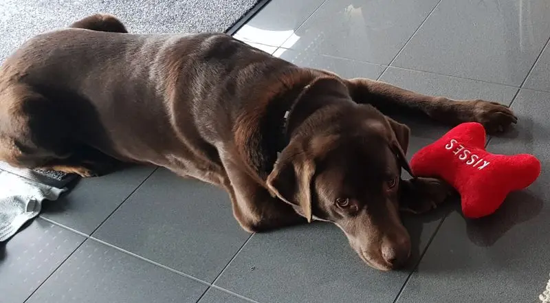 Condolence image of Jutta mit Flash ♥️