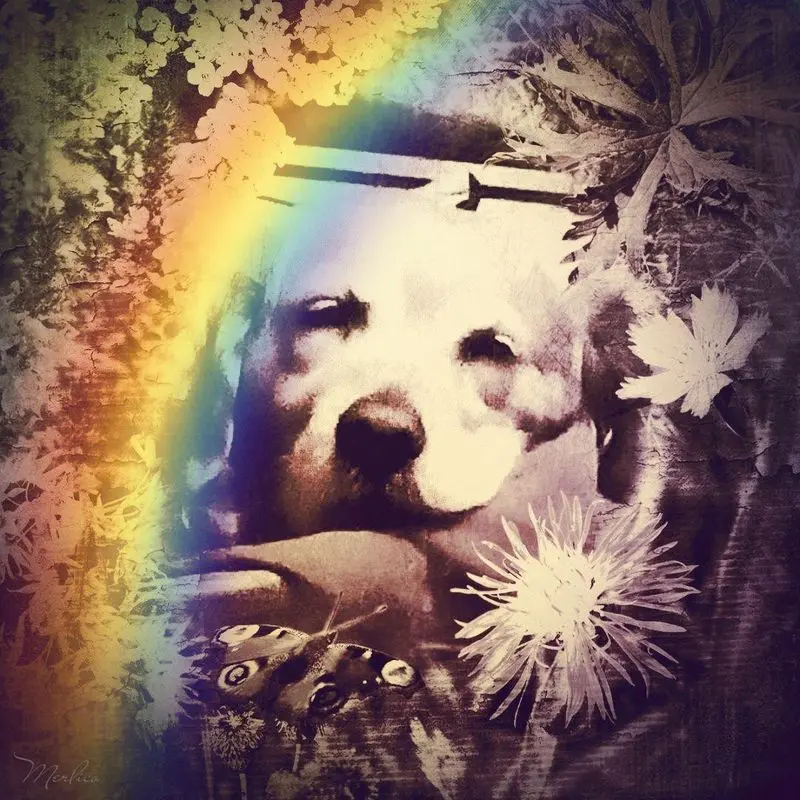 Condolence image of Ellen mit Lina ❤️und all meinen Sternchen ❤️