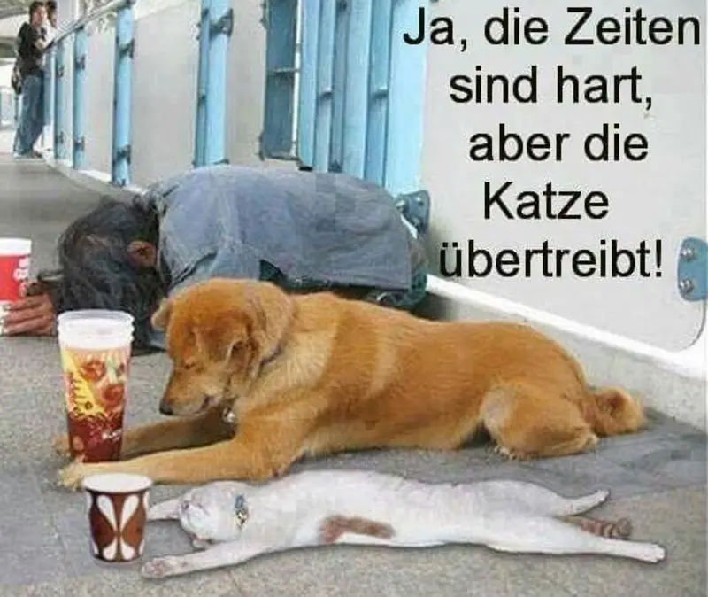 Condolence image of Von Gatita,Timmy,Schnuffi + Mausi an Mutti Tanja