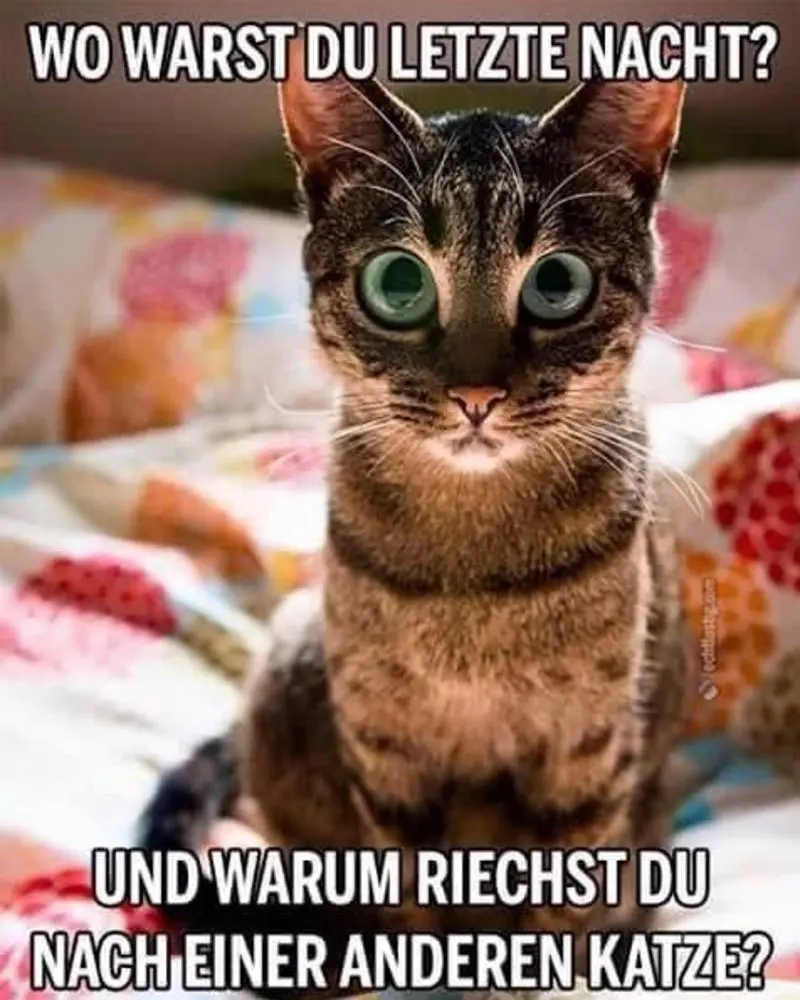 Condolence image of Von Gatita,Timmy,Schnuffi + Mausi an Mutti Tanja