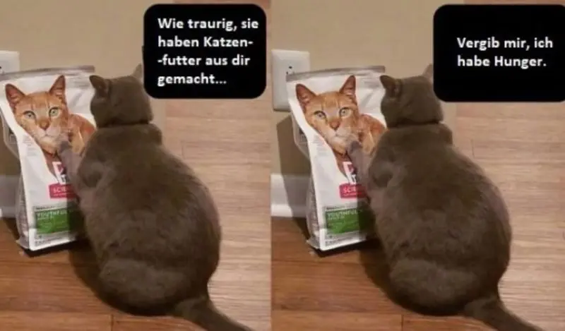 Condolence image of Von Gatita,Timmy,Schnuffi + Mausi an Mutti Tanja