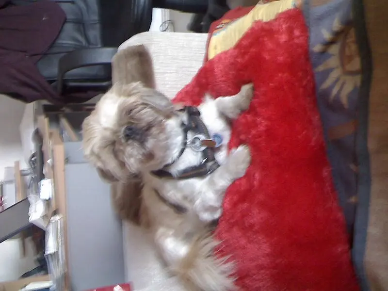 Condolence image of sabina mit sharky und Maitlyn im Herzen