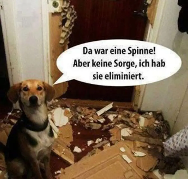 Condolence image of Von Gatita,Timmy,Schnuffi + Mausi an Mutti Tanja