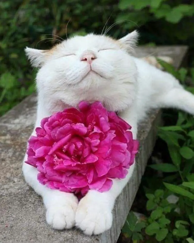 Condolence image of Andrea mit Minki im ❤