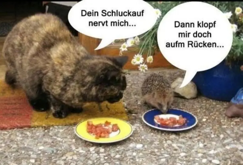 Condolence image of Von Gatita,Timmy,Schnuffi + Mausi an Mutti Tanja