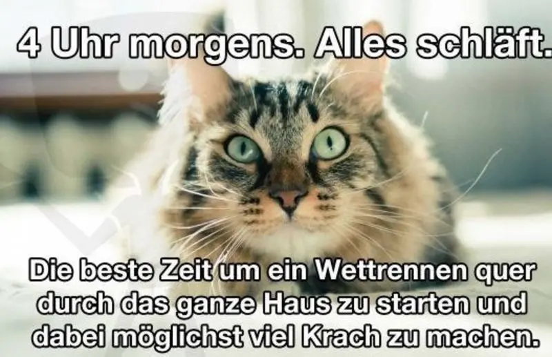 Condolence image of Post von Gatita + Timmy + Schnuffi + Mausi