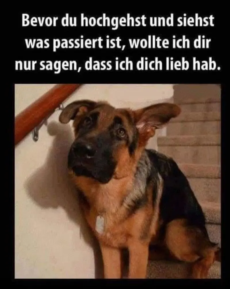 Condolence image of Post v. Gatita,Timmy, Schnuffi + Mausi an Mutti Tanja