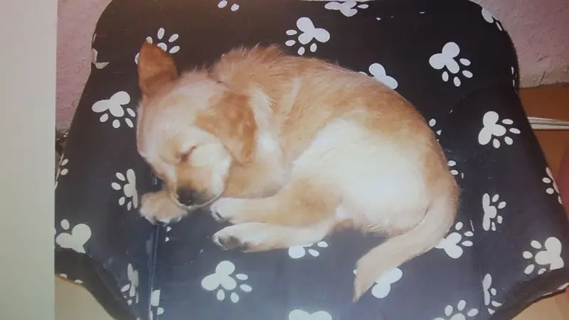 Condolence image of Ellen mit Lina ❤️und all meinen Sternchen ❤️