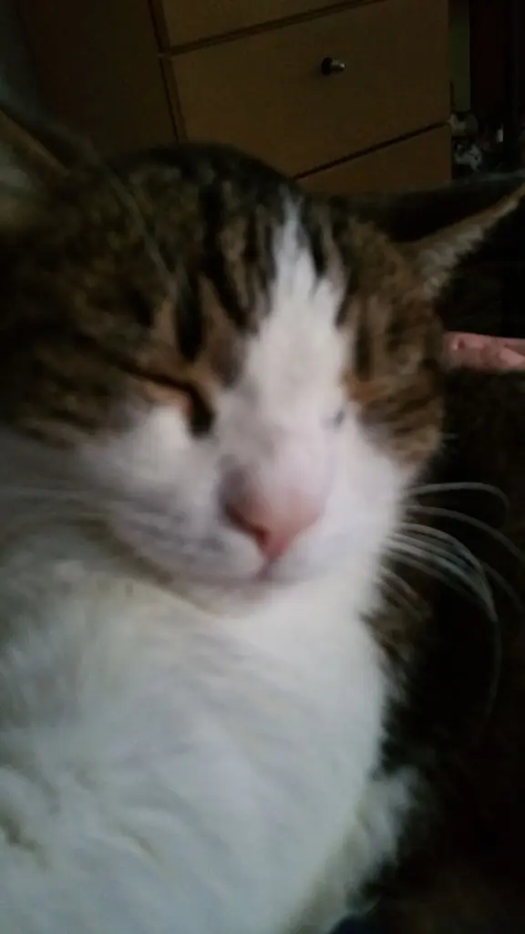 Condolence image of Von Deinem Frauchen Tanja