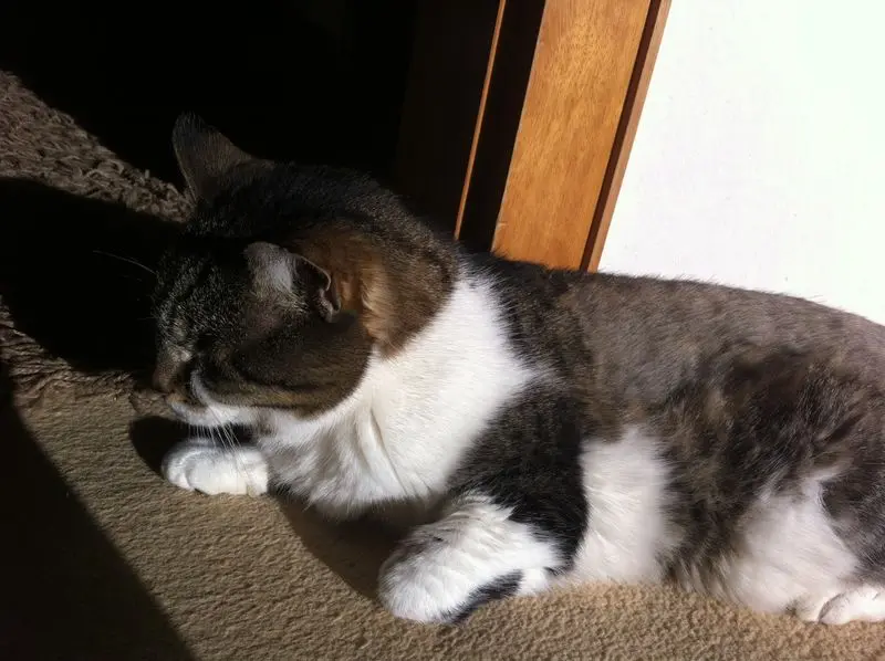 Condolence image of Sternchenpost von Minki*