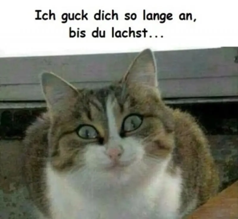 Condolence image of Von Timmy,Gatita,Schnuffi+Mausi an Mutti Tanja