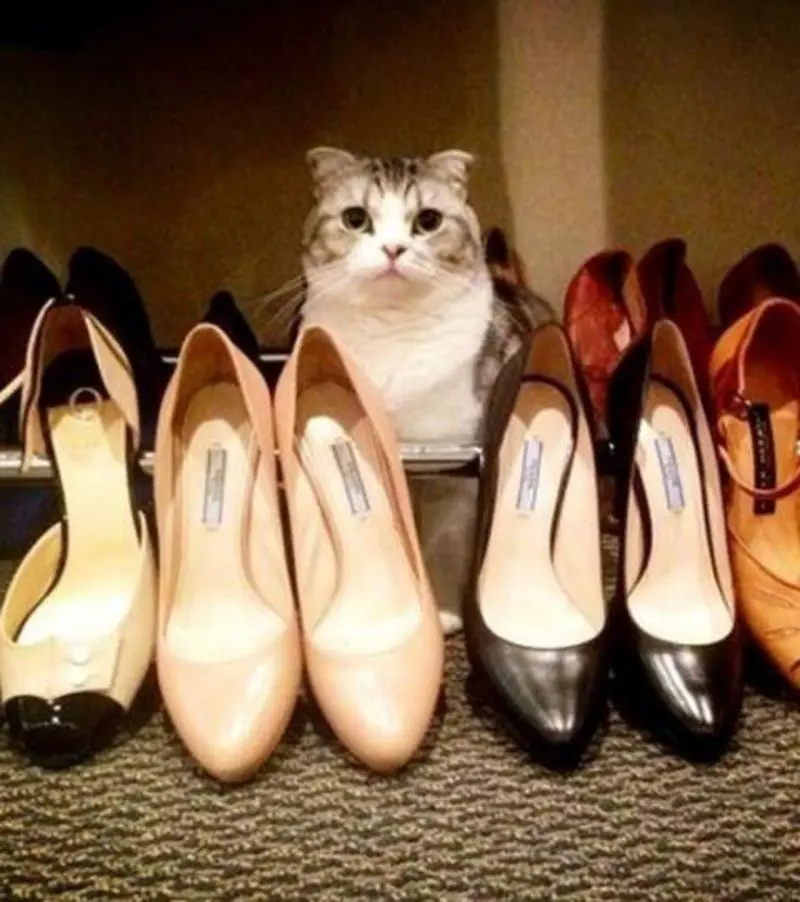 Condolence image of Gatita,Timmy,Schnuffi+Mausi an Mutti Tanja