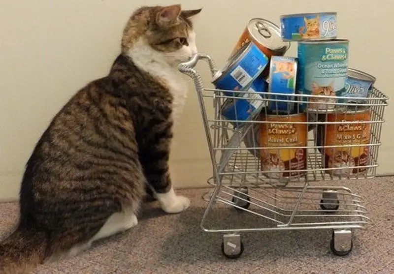 Condolence image of Von Gatita,Timmy,Schnuffi + Mausi an Mutti Tanja