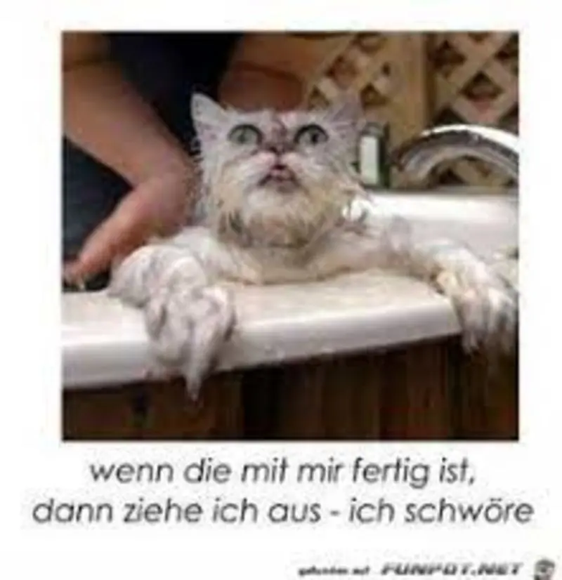 Condolence image of Gatita+Timmy+Schnuffi+Mausi an Mutti Tanja