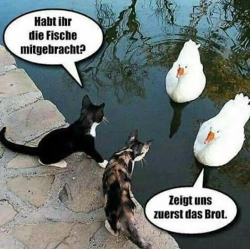 Condolence image of Post von Gatita+Timmy+Schnuffi+Mausi an Katzenmutti Tanja