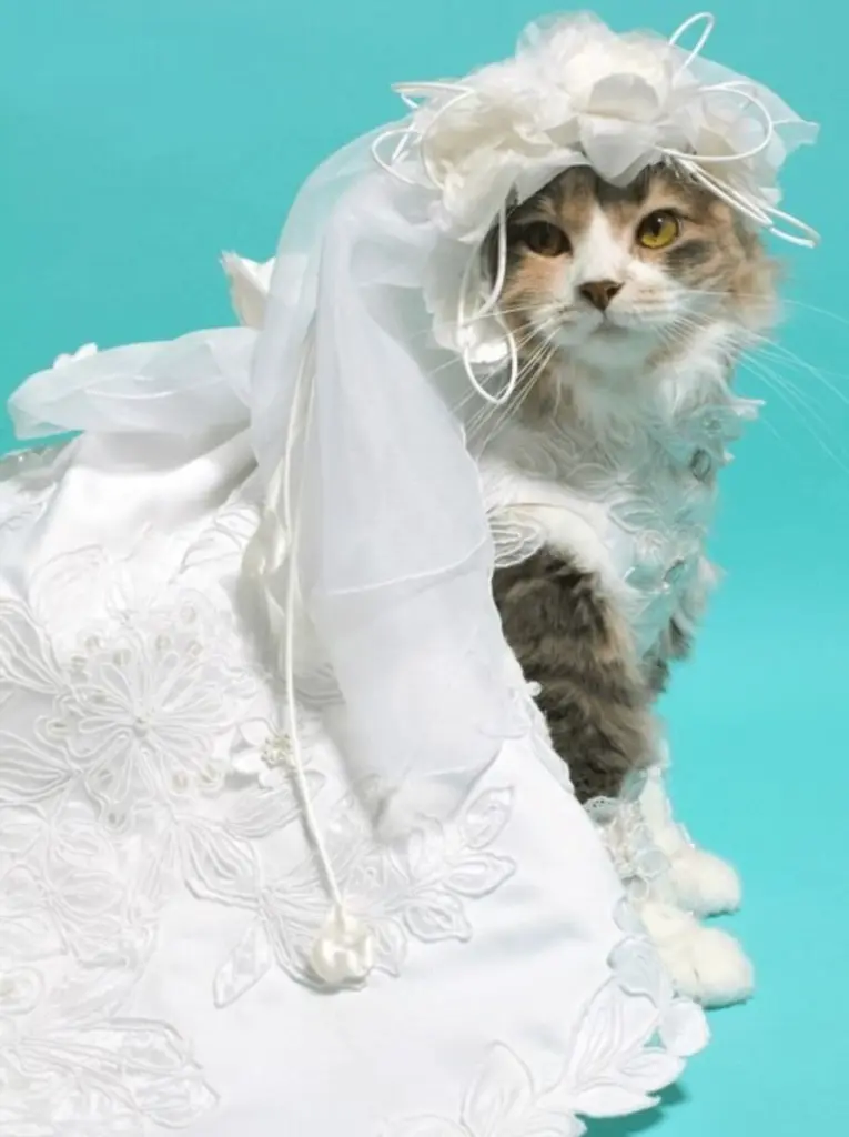 Condolence image of Post von Gatita an Katzenmutti Tanja