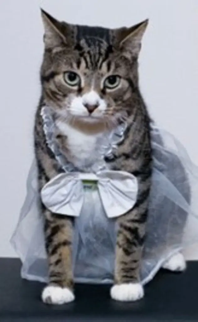 Condolence image of Von Gatita an Katzenmutti Tanja