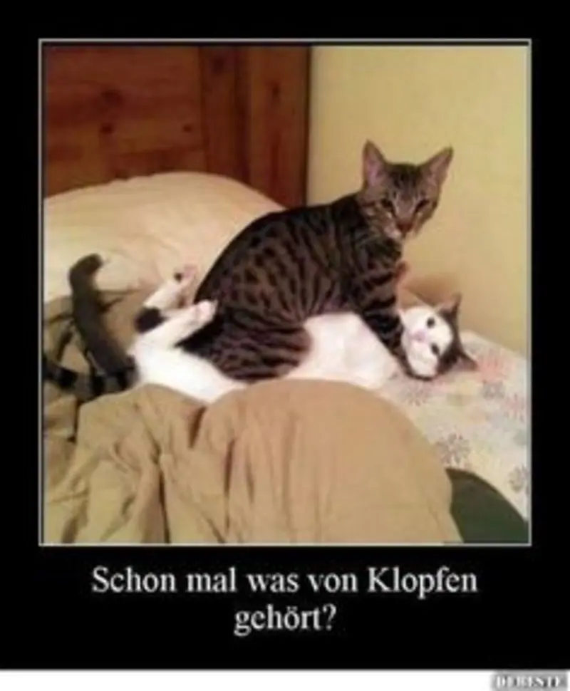 Andachtsbild von Post v. Gatita+Timmy+Schnuffi+Mausi an Mutti Tanja