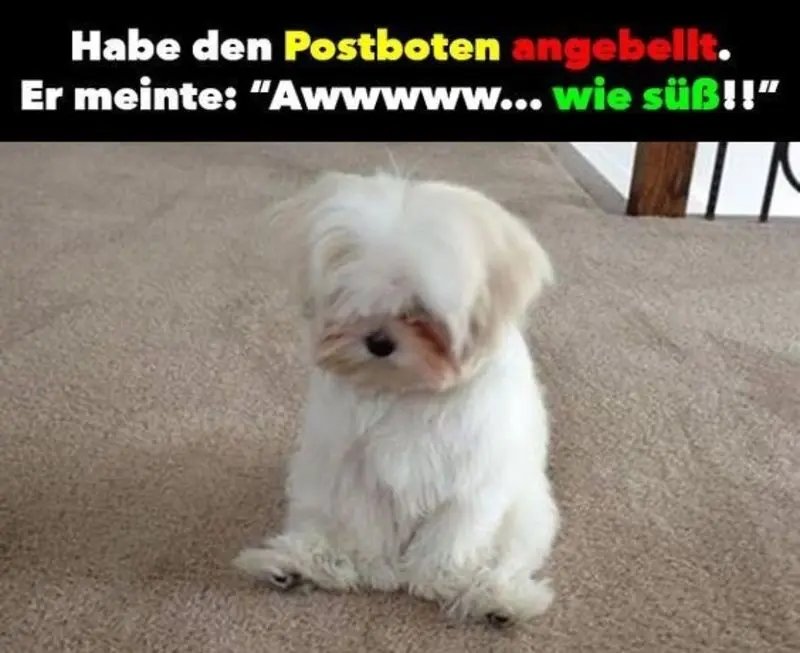 Andachtsbild von Post v. Gatita+Timmy+Schnuffi+Mausi an Mutti Tanja