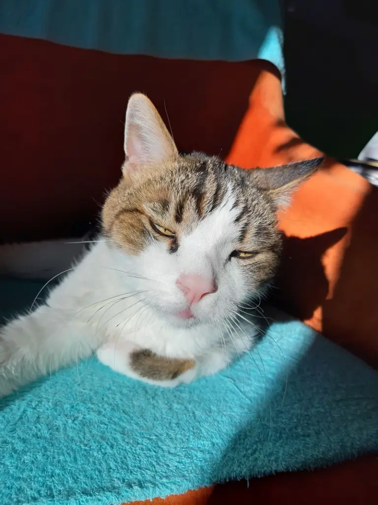 Andachtsbild von Von Deinem Frauchen Tanja