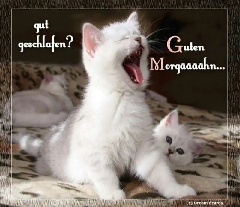 Andachtsbild von Guten Morgen ❤