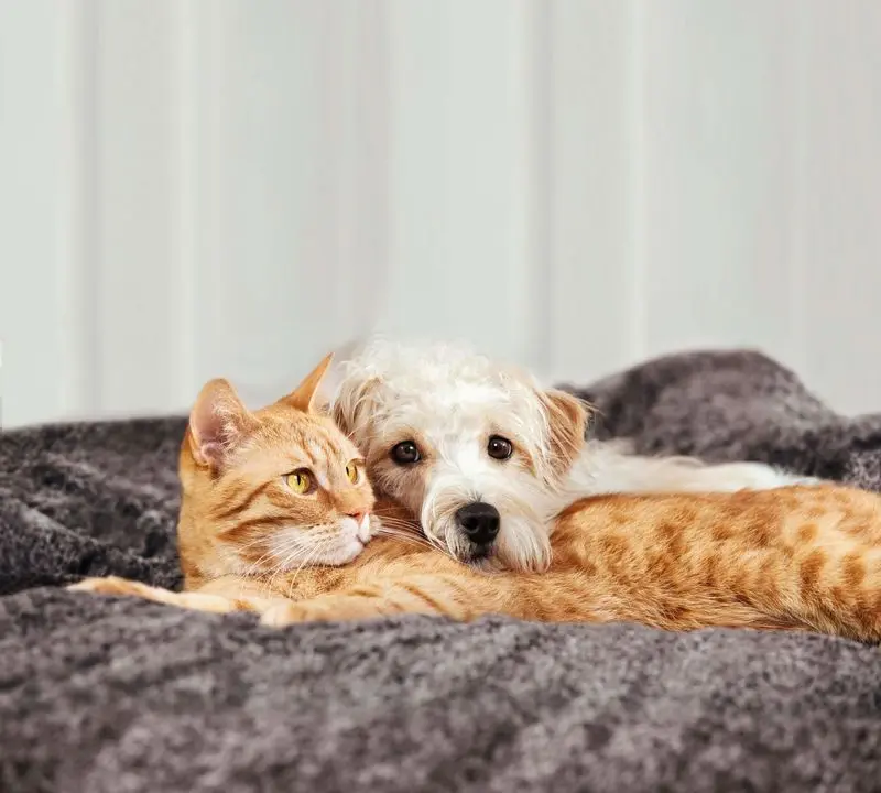 Andachtsbild von Post v. Gatita+Timmy+Schnuffi+Mausi an Mutti Tanja