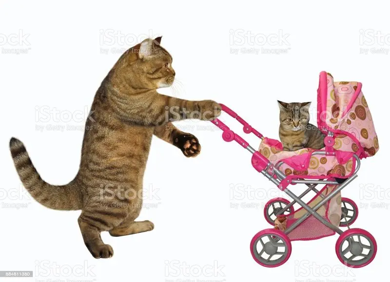 Andachtsbild von Gatita+Timmy+Schnuffi+Mausi+Hope an Mutti Tanja