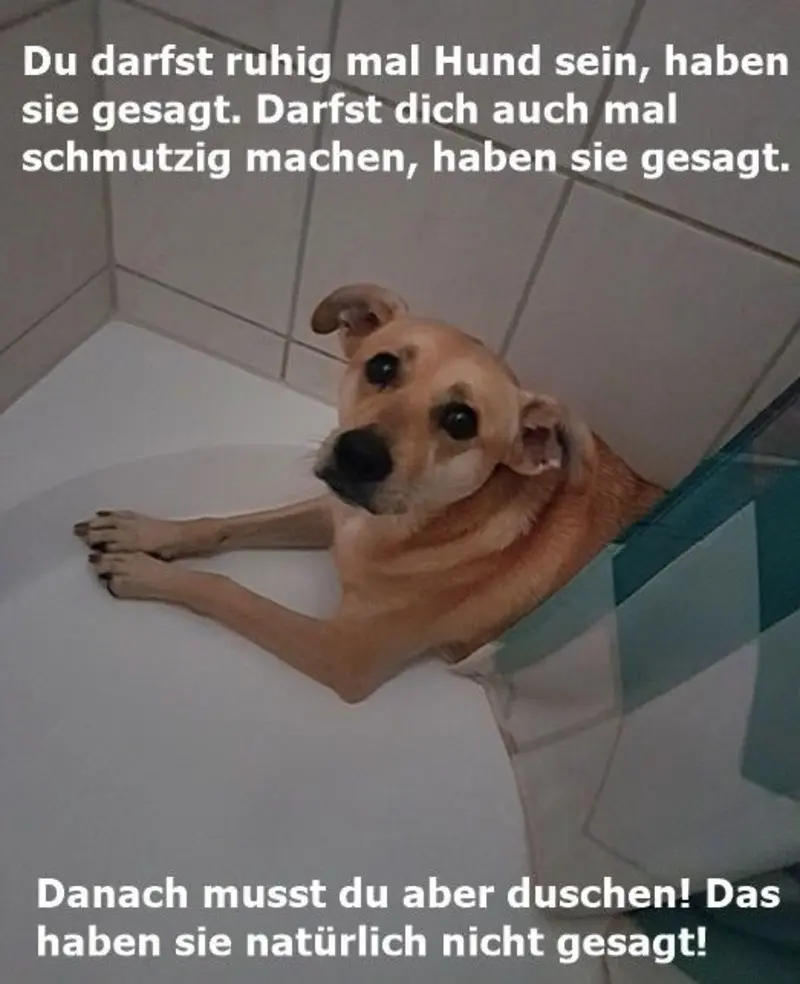 Andachtsbild von An Mutti Tanja v. Gatita+Timmy+Schnuffi+Mausi+Hope