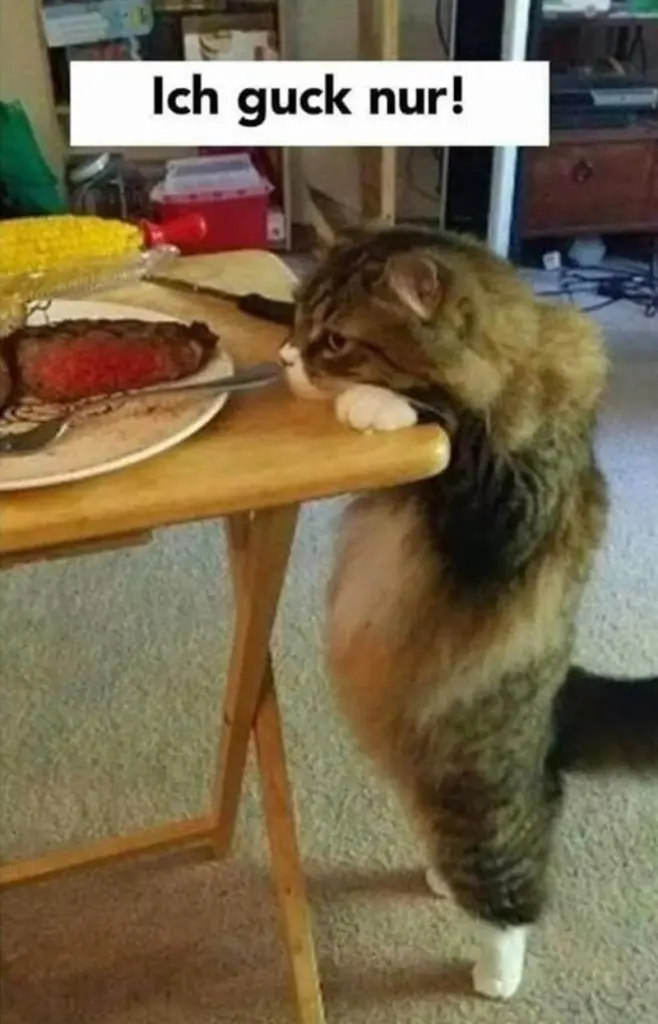 Condolence image of Post von Gatita&Timmy,Schnuffi,Mausi + Hope