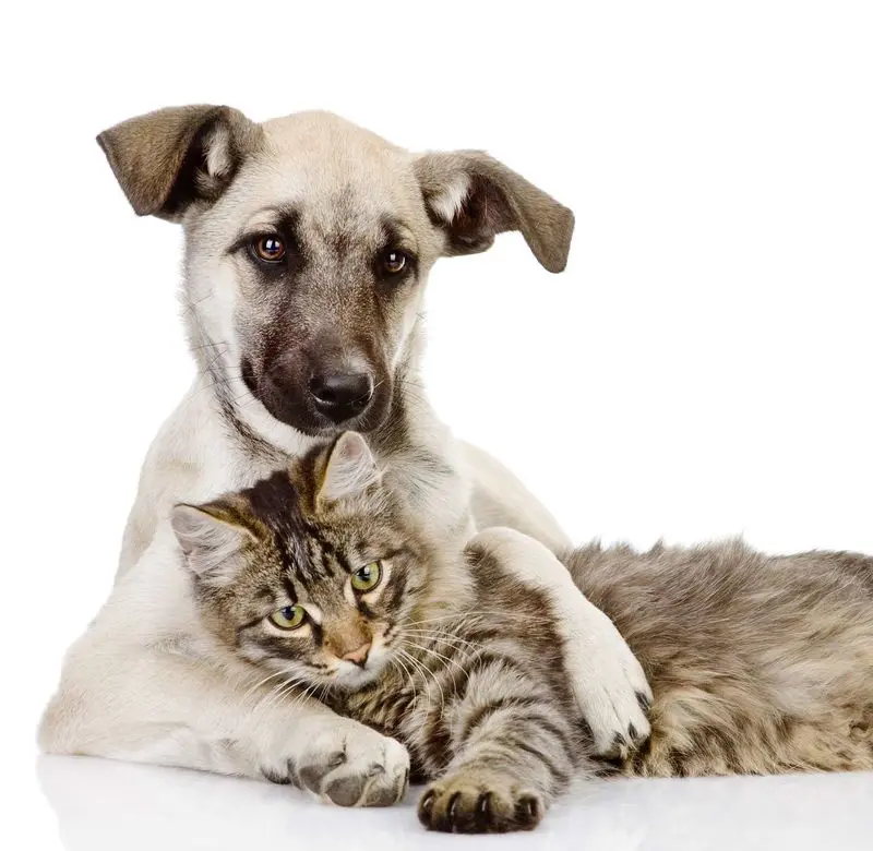 Condolence image of Gatita&Timmy,Schnuffi+Mausi an Mutti Tanja