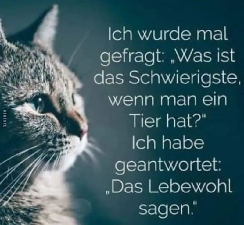 Condolence image of Von Gatita,Schnuffi,Mausi+Hope an Mutti Tanja